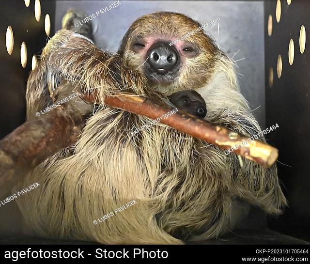 Female Southern Two-toed Sloth (Choloepus didactylus) with her young at the Jihlava Zoo, Czech Republic, October 17, 2023. (CTK Photo/Lubos Pavlicek)