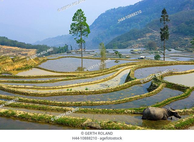 Yuanyang, China, Asia, rice terraces, growing of rice, rice fields, agriculture, water, trees, spring, water buffalo