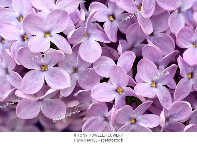 Syringa, Lilac