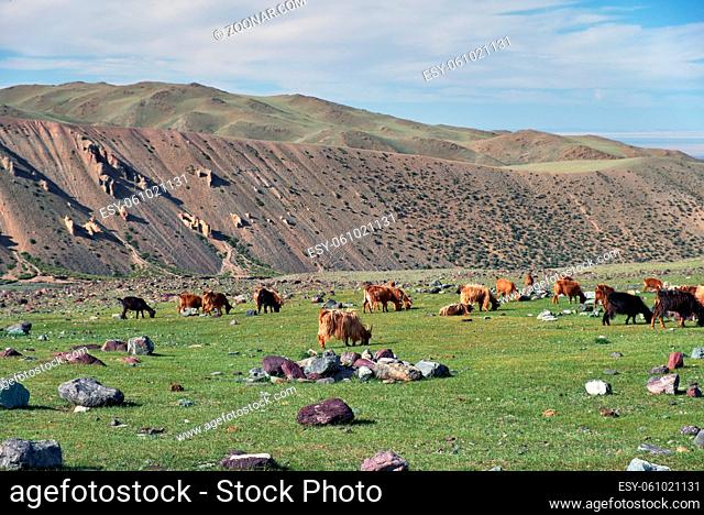 Goats graze on mountain steppe pasture in natural mountain boundary Tsagduult, western Mongolia