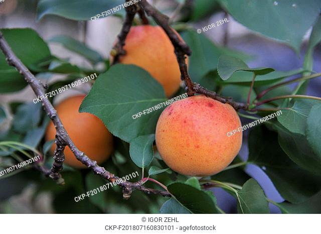 Apricots prior to harvest in Moravska Branice, Czech Republic, July 14, 2018. (CTK Photo/Igor Zehl)