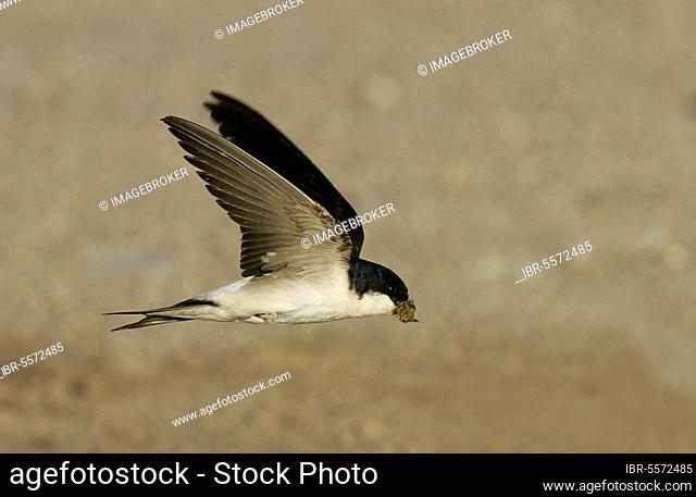 Common house martins (Delichon urbica) Songbirds, Animals, Birds, Swallows, House Martin adult in flight, collecting mud
