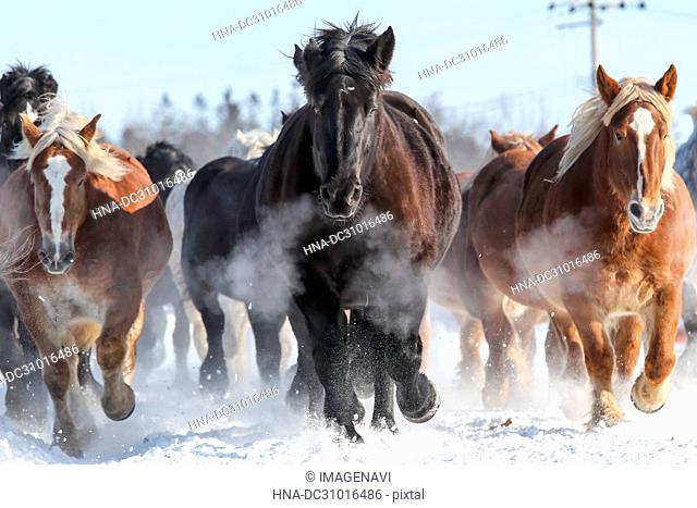 Horses running on the snow field