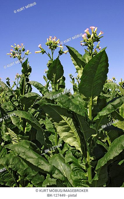 Field with blooming tobacco plants Nicotiana tabacum