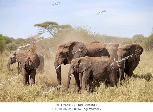 African Elephant (Loxodonta africana) adult females and calves, herd taking dustbath, Serengeti N.P., Tanzania, December