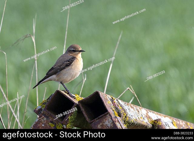 France, Department of Oise (60), Senlis region, land of great cultivation, Northern Wheatear (Oenanthe oenanthe), adult female resting on an old metal barrier