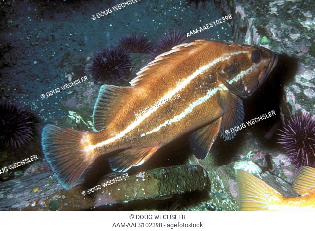 Yelloweye Rockfish (Sebastes ruberrimus) S. Alaska to N. Baja