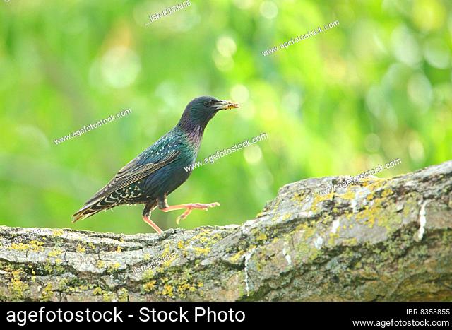 Common starling (Sturnus vulgaris) with food on a tree trunk in Neureut, Karlsruhe, Baden-Württemberg, Germany, Europe