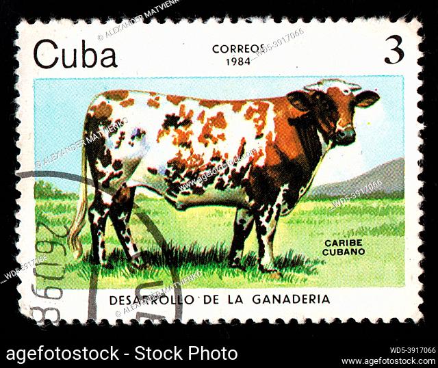 Cuba - CIRCA 1984: Stamp printed in Cuba showing grazing cow. Cow grasing on pasture. Cow eating green grass. Postal stamp about farm animal