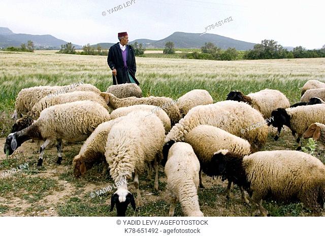 Sshepherd walking with his sheeps at the hills Near Hammamet, Cap Bon region, Tunisia