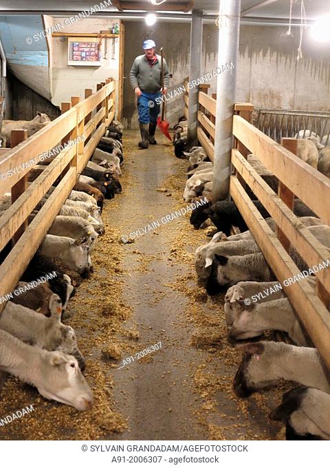 Switzerland, Valais, Herens valley, Evolene, sheep stable in winter