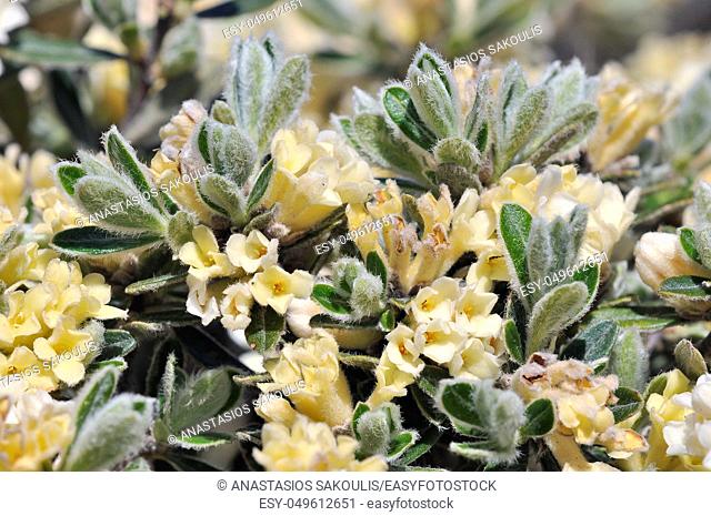 Thymelaea tartonraira ssp. argentea, Crete