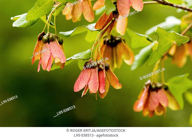 Fruits of Acer monspessulanus, Montepllier Maple, Spain