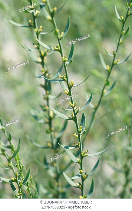 Thymelaea passeriana, Spatzenzunge, Spurge-flax