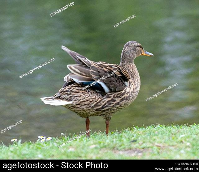A duck romps in the water. She flaps her wings and splashes water around