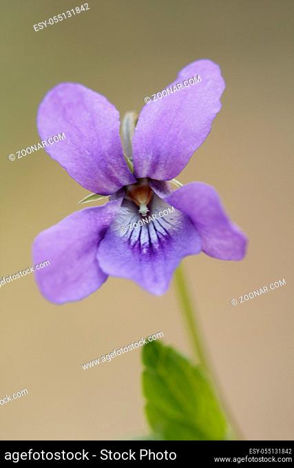 Wald-Veilchen, Viola reichenbachiana, Blüte, Early dog-violet, Wood dog violet