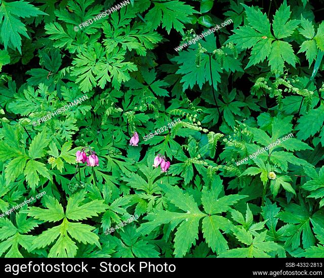 Western Bleeding Heart, Dicentra Formosa, blooming in the Columbia River Gorge National Scenic Area, Mount Hood National Forest, Oregon