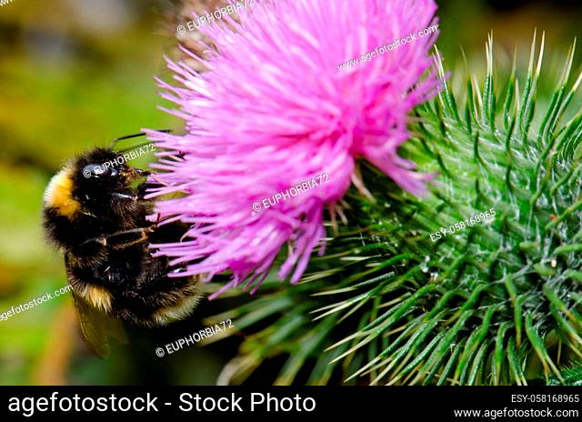 Buff-tailed bumblebee Bombus terrestris on a flower of spiny plumeless thistle Carduus acanthoides. Mason Bay. Stewart Island. New Zealand