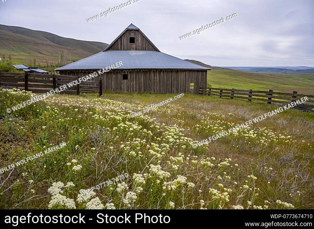The old barn at the historic Dalles Mountain Ranch near Lyle, in Klickitat County, Washington, USA., Credit:Wolfgang Kaehler; Wolfgang Kaehler / Avalon