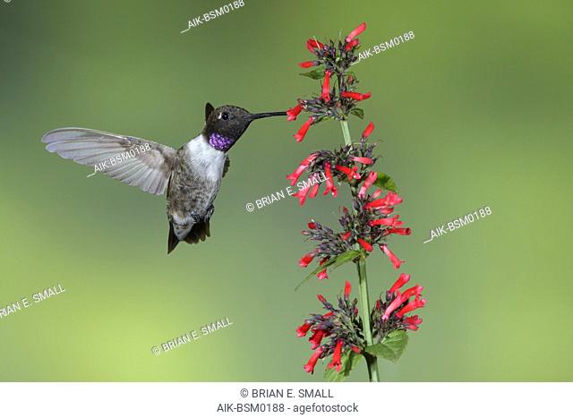 Adult male Black-chinned Hummingbird (Archilochus alexandri) in flight against a green natural background in Brewster County, Texas, USA