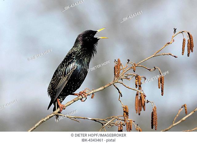 Starling (Sturnus vulgaris) courtship, singing on hazel, Allgäu, Bavaria, Germany