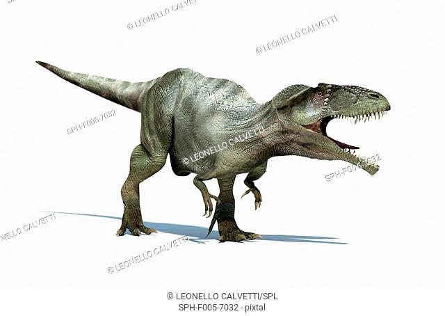 Giganotosaurus dinosaur, artwork. This dinosaur was one of the largest predatory dinosaurs, living around 110-100 million years ago in the Cretaceous Period