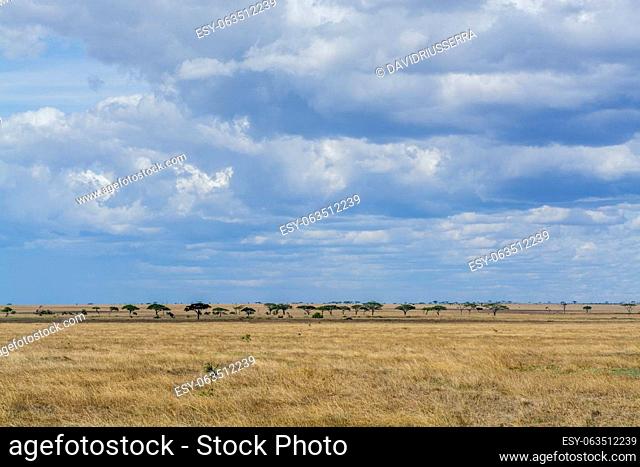 Savannah landscape in Serengeti National Park. High quality photo