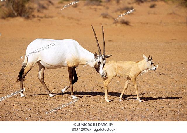 Arabian Oryx with cub - walking in sand / Oryx leucoryx