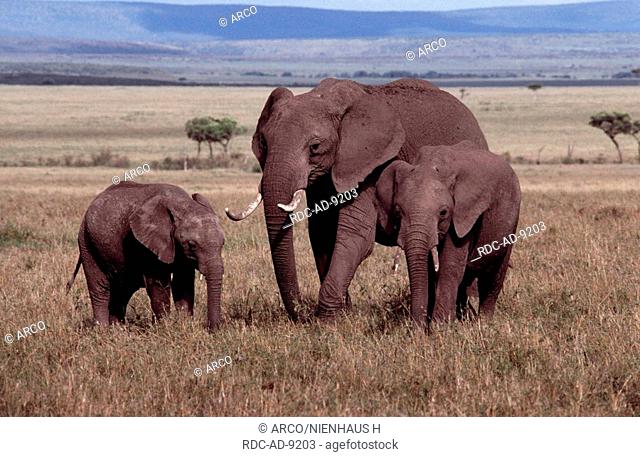 African Elephants, female with youngs, Masai Mara Game Reserve, Kenya, Loxodonta africana