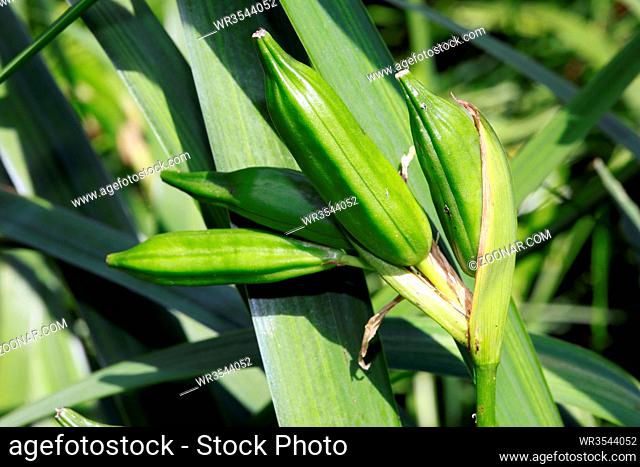 unreife Früchte der Sumpfschwertlilie ( Iris pseudacorus)