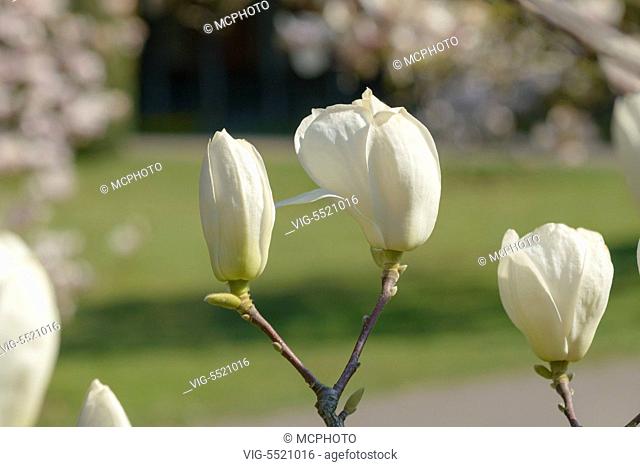 DEUTSCHLAND, STUTTGART, 28.03.2014, Yulan-Magnolie (Magnolia denudata) - Stuttgart, Germany, 28/03/2014