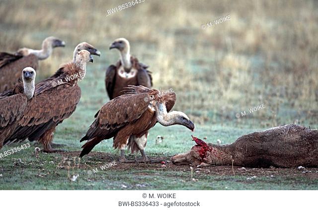griffon vulture (Gyps fulvus), eating dead sheep, Spain, Extremadura