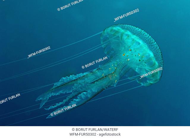 Mauve Stinger Jellyfish, Pelagia noctiluca, Ile de Porquerolles, Hyeres, Cote d'Azur, France