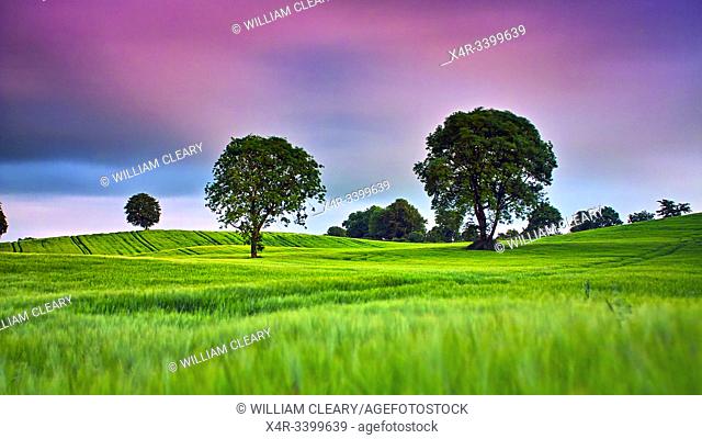 Barley field, Coolnahay, County Westmeath