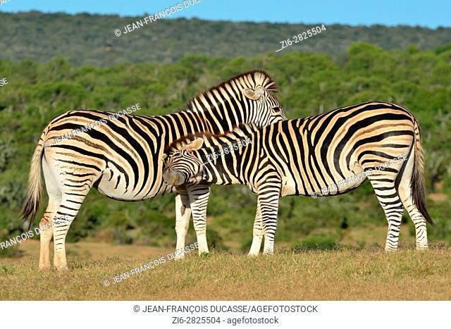 Two Burchell's zebras (Equus quagga burchellii), in grassland, Addo Elephant National Park, Eastern Cape, South Africa, Africa