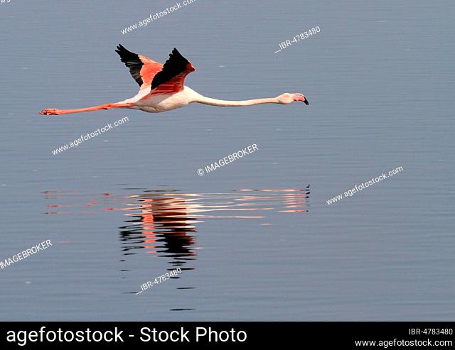 Great Flamingo (Phoenicopterus roseus), Pink Flamingo in flight, reflected in the water, Walvis Bay, Namibia, Africa