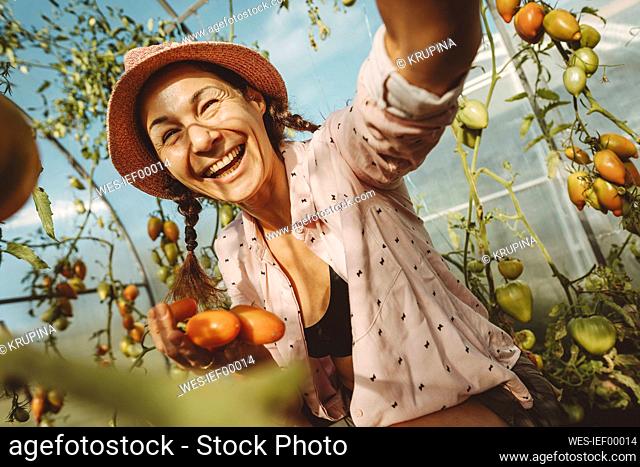 Cheerful farmer holding fresh tomatoes in greenhouse