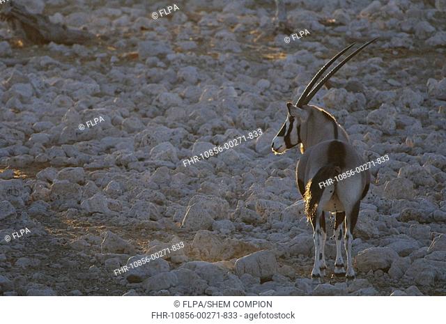 Gemsbok Oryx gazella adult, standing in dry riverbed, backlit at sunset, Etosha N P , Kunene, Namibia