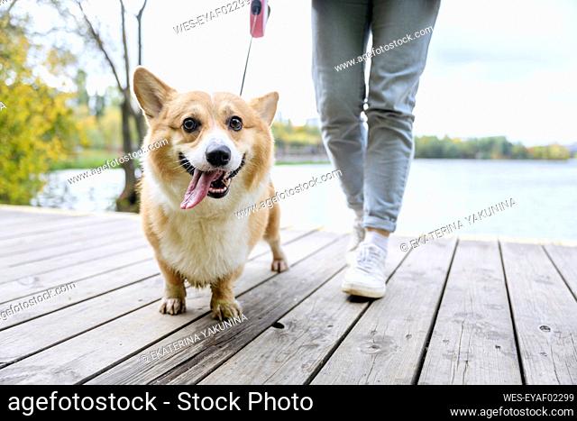 Woman walking with cute dog sticking out tongue on jetty