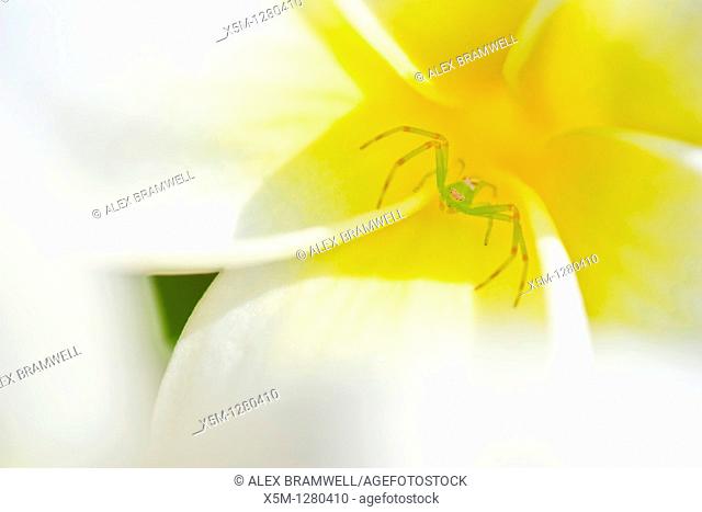 Green crab spider in the throat of a frangipani or plumeria flower