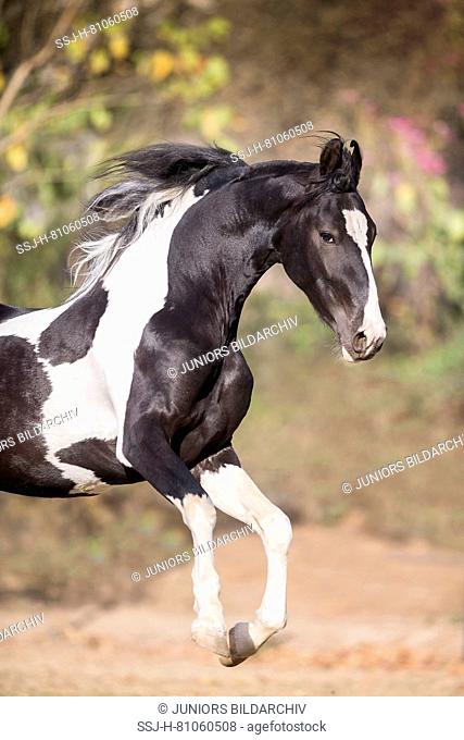 Marwari Horse. Piebald stallion galloping in a paddock. India