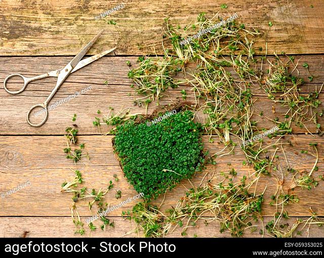 green sprouts of chia, arugula and mustard on a table from gray wooden boards, top view. A healthy food supplement containing vitamins C, E and K