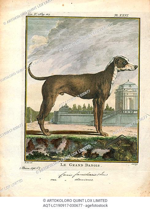 Canis lupus familiaris, Print, The domestic dog (Canis lupus familiaris when considered a subspecies of the wolf or Canis familiaris when considered a distinct...