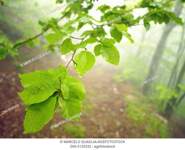 Misty beech forest (Fagus sylvatica) with leaves closeup. Springtime at Montseny Natural Park. Barcelona province, Catalonia, Spain