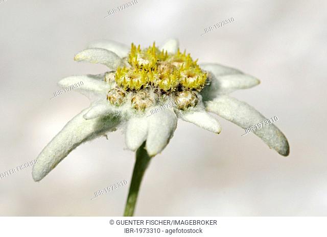 Edelweiss cultivar Helvetia (Leontopodium alpinum cultivar Helvetia), Orsieres, Valais, Switzerland, Europe