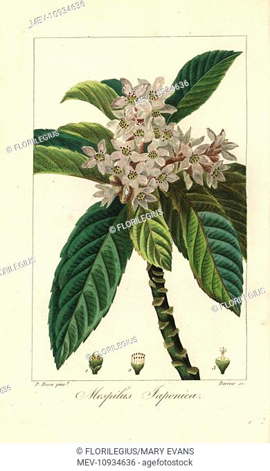 Loquat tree or Japanese medlar, Eriobotrya japonica. Handcolored stipple copperplate engraving by Barrois from a botanical illustration by Pancrace Bessa from...