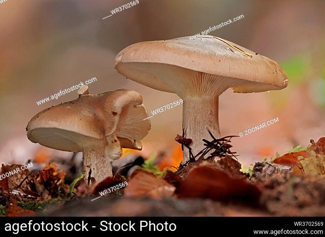 Nebelkappe, Clitocybe nebularis, Clouded agaric, Cloud funnel