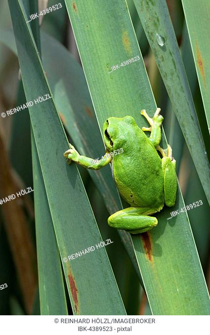 European tree frog (Hyla arborea) sitting on leaf, Burgenland, Austria