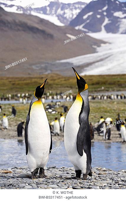 king penguin (Aptenodytes patagonicus), pair courting, Suedgeorgien, St. Andrews Bay