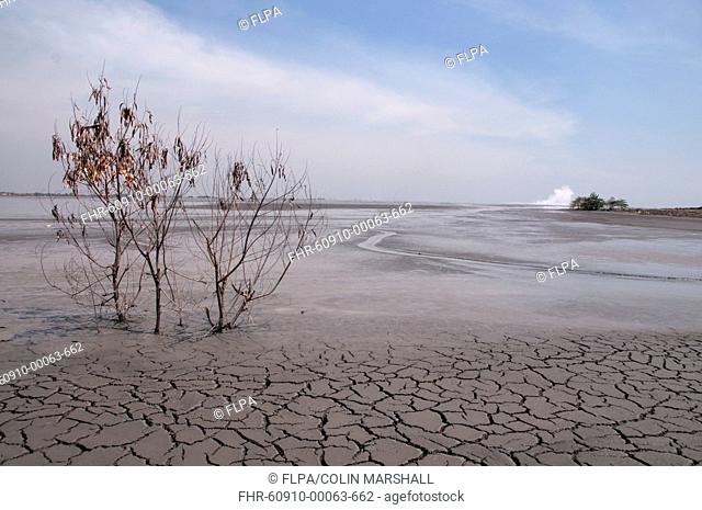 Tops of trees and dried mud in mud lake of mud volcano, environmental disaster which developed after drilling incident, Porong Sidoarjo, near Surabaya